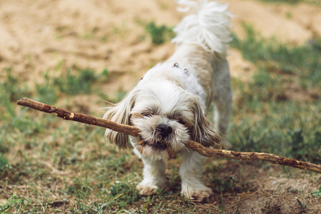 How to Make Your Own Custom Dog Collars